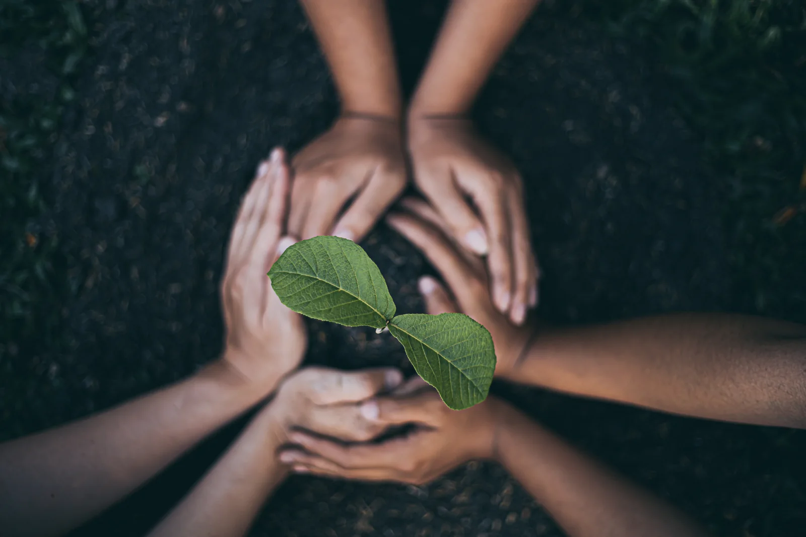 Hands holding a small plant